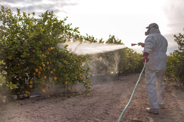 Best Emergency Pest Control  in Middle River, MD