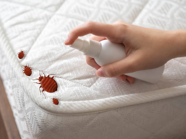 Best Termite Control Services  in Middle River, MD