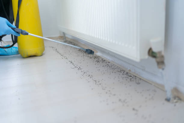 Reliable Middle River, MD Pest Control Solutions